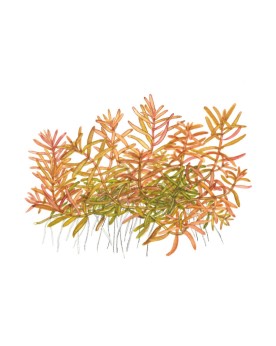 Rotala  Vietnam H'ra