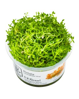 Rotala Vietnam H'ra Les feuilles de Rotala ‘H’ra’ sont très étroite...