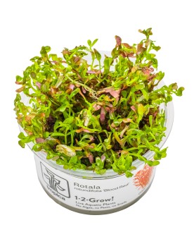 Rotala rotundifolia Blood Red  In Vitro - Limited Edition Rotala Bl...