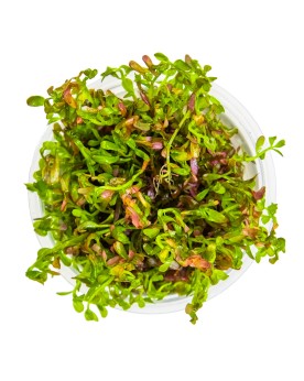 Rotala rotundifolia  Blood Red   In Vitro - Limited Edition