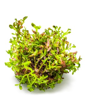 Rotala rotundifolia  Blood Red   In Vitro - Limited Edition