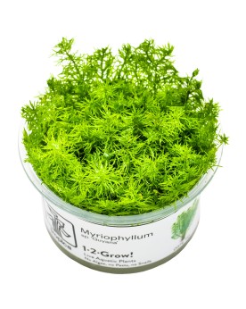 Myriophyllum sp 'Guyana' Myriophyllum sp 'Guyana' est une plante d'...