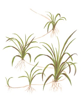 Helanthium Tenellum 'Green'