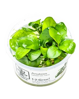 Anubias Nana in Vitro - 1-2 Gow! Anubias barteri "Nana" Les Anubias...