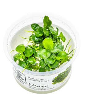 Anubias Mini Coin 1-2 Grow! Anubias Mini Coin - Limited Edition Cet...