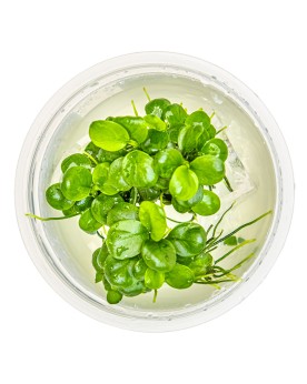 Anubias  Mini Coin  1-2 Grow!