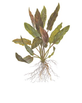 Cryptocoryne undulata Broad Leaf