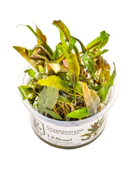 Cryptocoryne undulata Broad Leaf Cette variante rouge de Cryptocory...