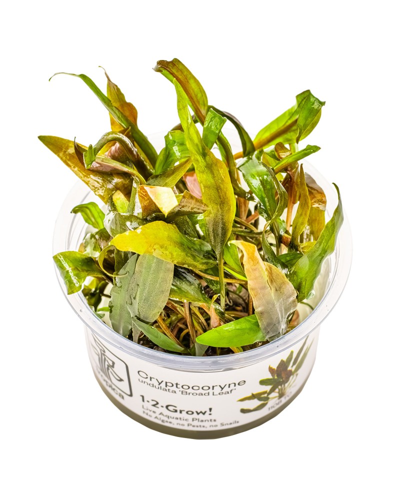 Cryptocoryne undulata Broad Leaf