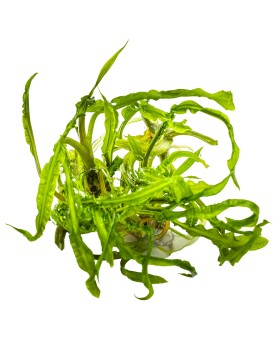 Cryptocoryne crispatula - Plant It! La cryptocoryne herbacée est un...