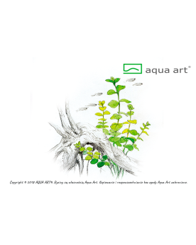 Lysimachia Nummularia - Aqua-art La Lysimachia nummularia, aussi ap...