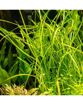 Sagittaria Subulata Needle Leaf Sagittaria subulata 'Needle Leaf' e...