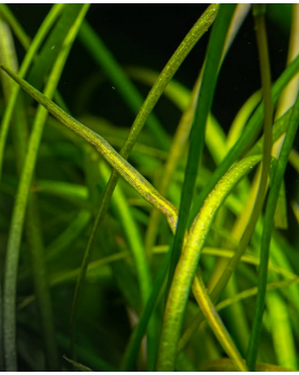 Sagittaria Subulata Needle Leaf Sagittaria subulata 'Needle Leaf' e...