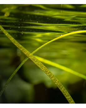 Sagittaria Subulata Needle Leaf Sagittaria subulata 'Needle Leaf' e...