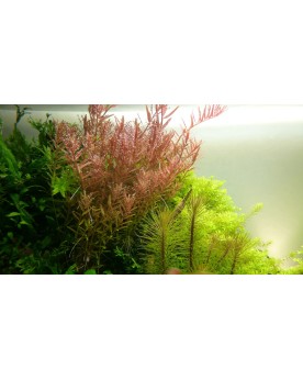 Rotala Rotundifolia - En Pot La Rotala rotundifolia est une plante ...