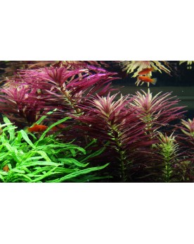 Limnophila hippuridoides - En Pot La Limnophila hippuridoides est u...