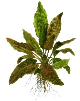 Cryptocoryne wendtii Tropica - En Pot La Cryptocoryne wendtii est u...