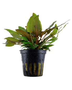 Cryptocoryne wendtii Tropica - En Pot La Cryptocoryne wendtii est u...