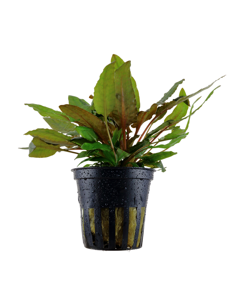 Cryptocoryne wendtii Tropica - En Pot La Cryptocoryne wendtii est u...