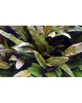 Cryptocoryne wendtii Tropica - En Pot La Cryptocoryne wendtii est u...