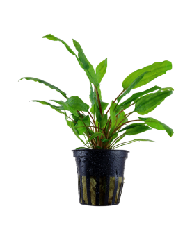 Cryptocoryne wendtii Green - En Pot Cryptocoryne wendtii 'green' a ...