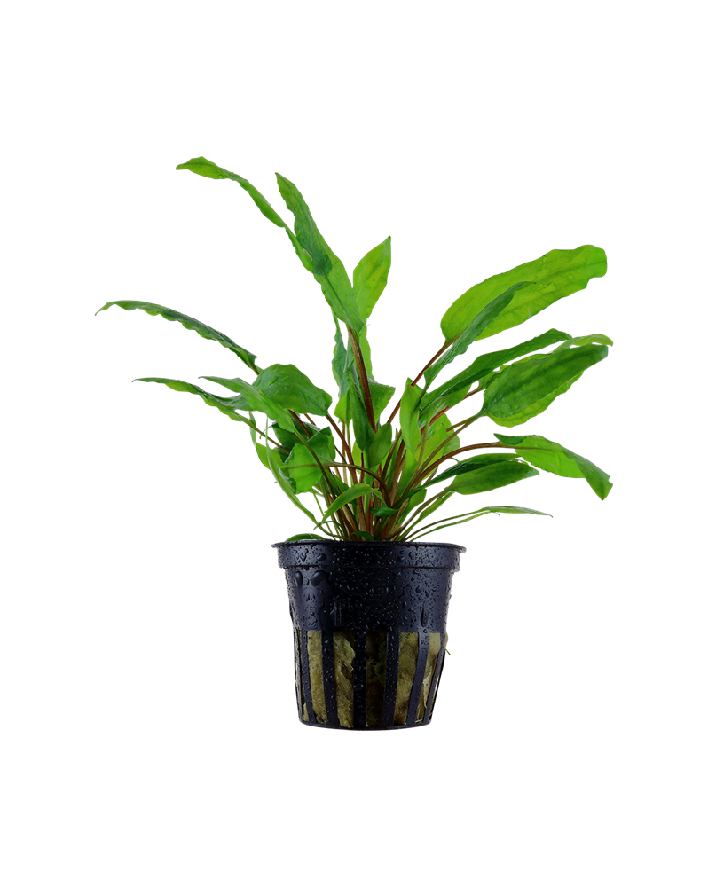 Cryptocoryne wendtii Green - En Pot Cryptocoryne wendtii 'green' a ...