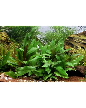 Cryptocoryne wendtii Green - En Pot Cryptocoryne wendtii 'green' a ...