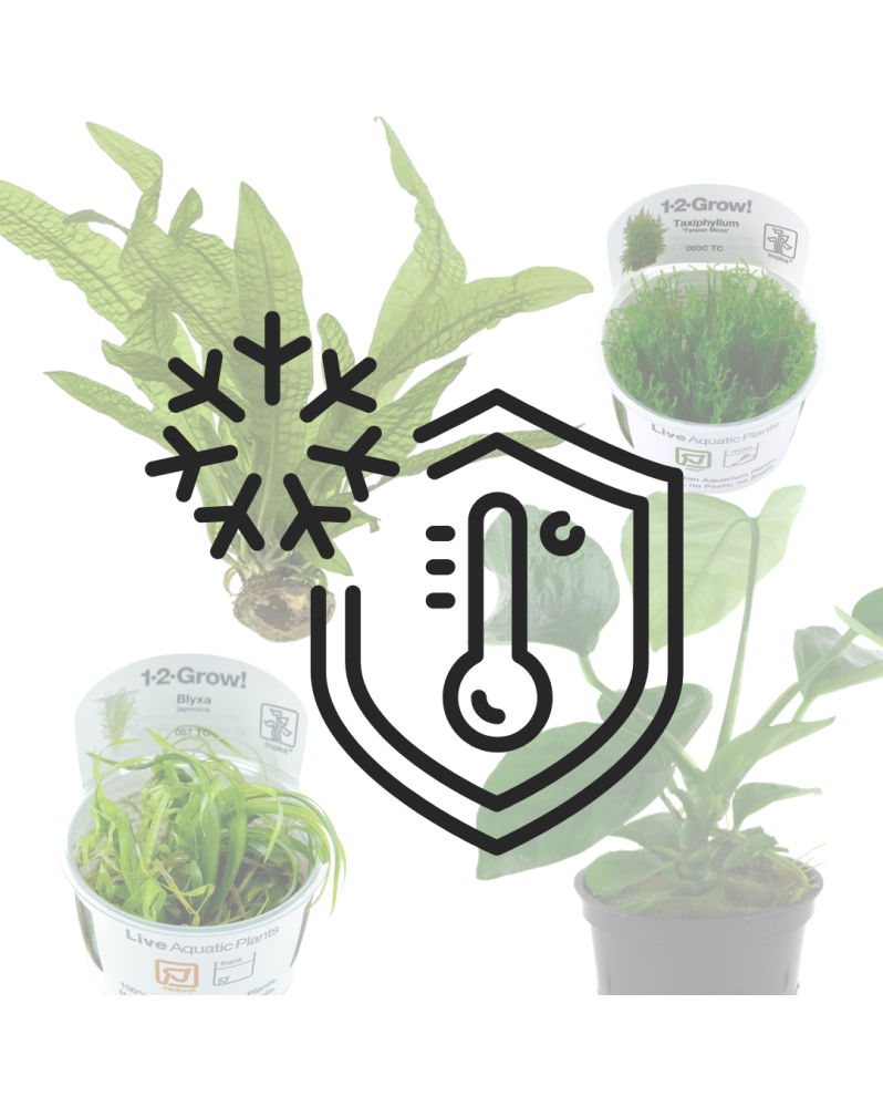 1x Pack Envoi Sécurisé Plantes (jusqu'à 12 Plantes) Nous vous propo...