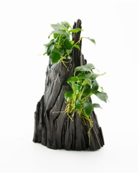 Anubias Hills Anubia Nana sur racine "Hills' Décor naturel prêt à ê...