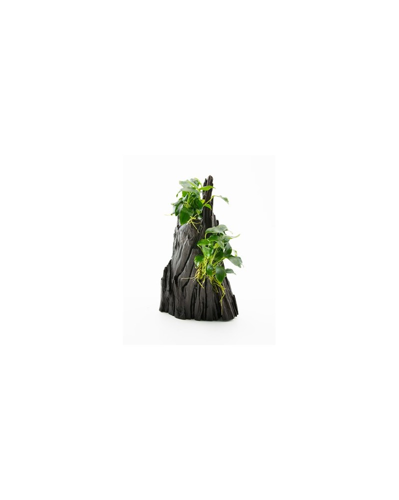 Anubias Hills Anubia Nana sur racine "Hills' Décor naturel prêt à ê...