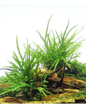 Microsorum pteropus Trident' sur Spider Wood Anubia Nana sur racine...