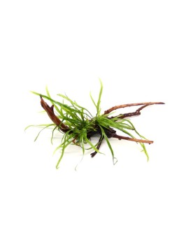 Microsorum pteropus Trident' sur Spider Wood Anubia Nana sur racine...