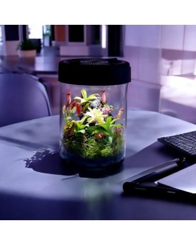 VivoVerde Micro Terrarium VivoVerde MicroTerrarium Aqua Art Caracté...