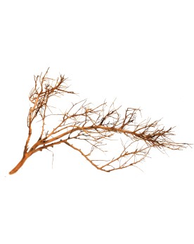 Drifwood "Branch" max 30cm