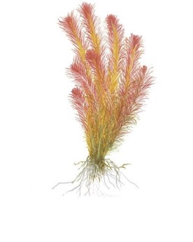 Rotala wallichii