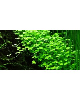 Hydrocotyle tripartita