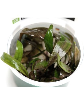 Cryptocoryne lutea ´Hobbit´  - Plant It!