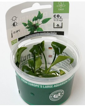 Cryptocoryne pontederifolia - Plant It!