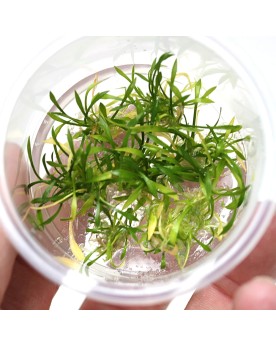 Cryptocoryne parva - In Vitro!