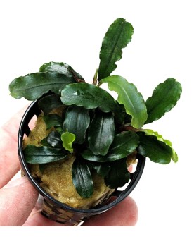 Bucephalandra f. motleyana "Melawi"