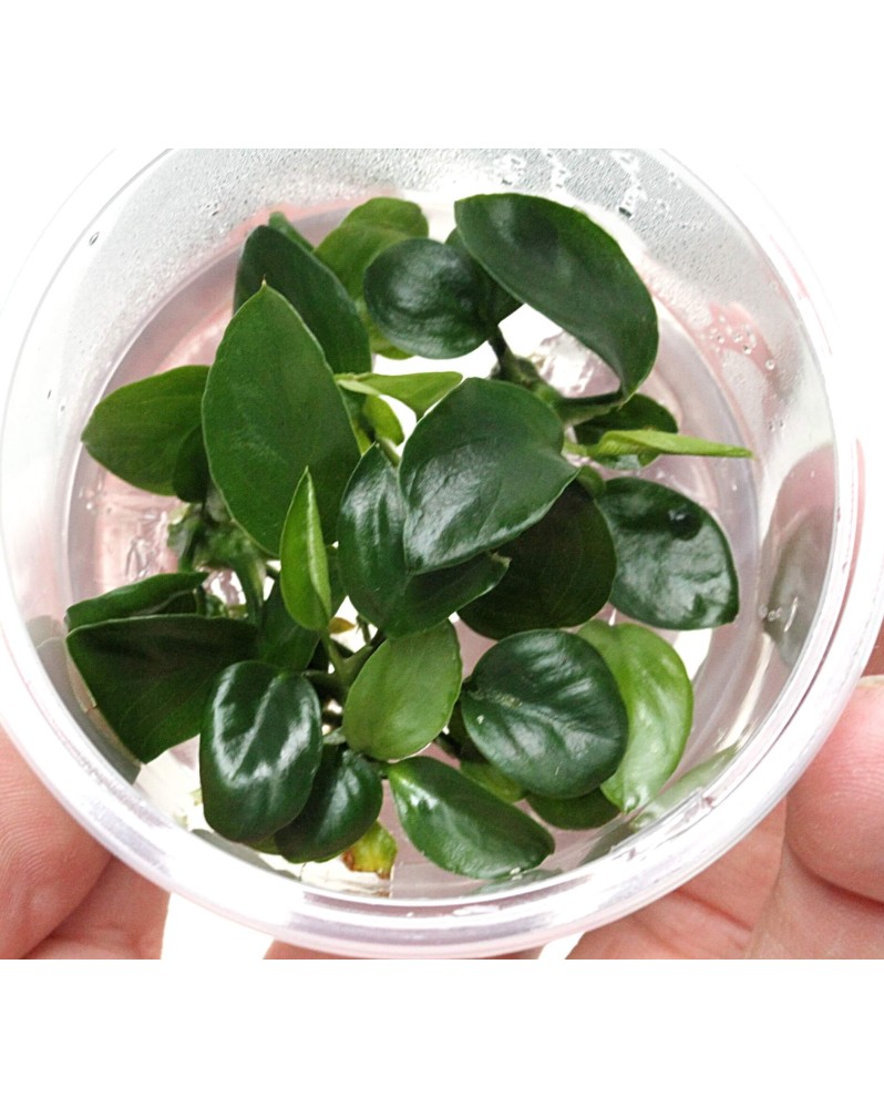 Anubias sp. "Nangi" - In Vitro!