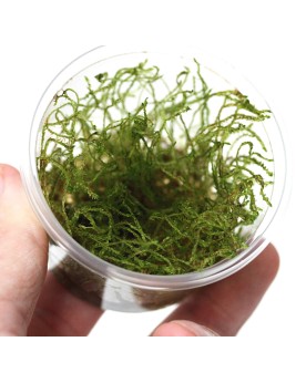 Creeping Moss  In Vitro