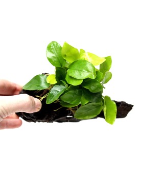 Anubias nana Gold sur racine