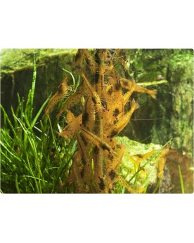 Shrimp Lollies Moringa (8 pcs)