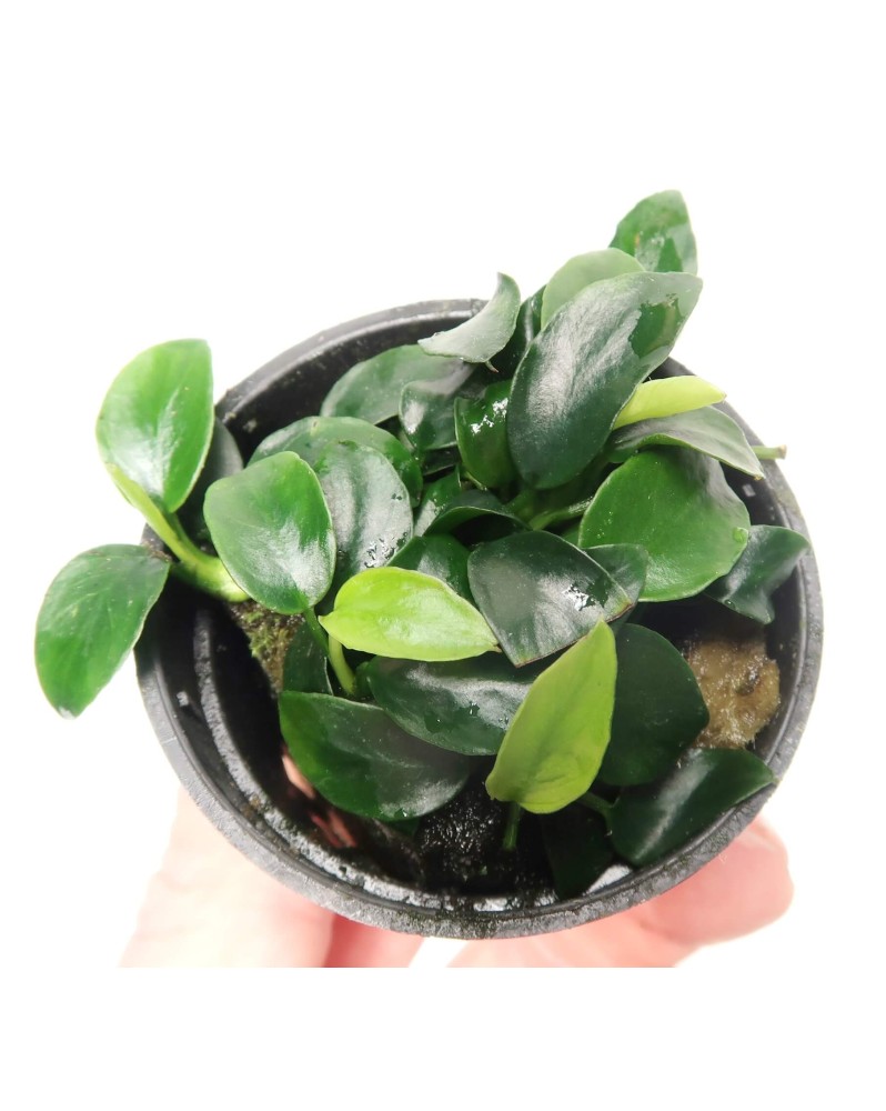 Anubias nana "Mini Mini"