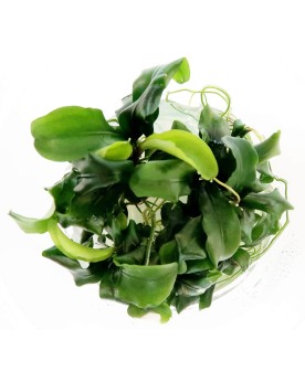 Bucephalandra "Wavy Green" in Vitro