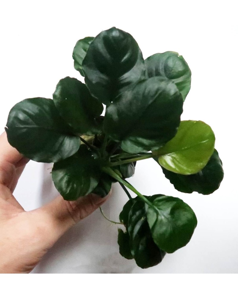 Anubias "Golden Coin" Limited Edition