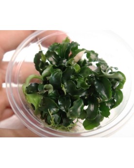 Bucephalandra "Wavy Leaf" In Vitro