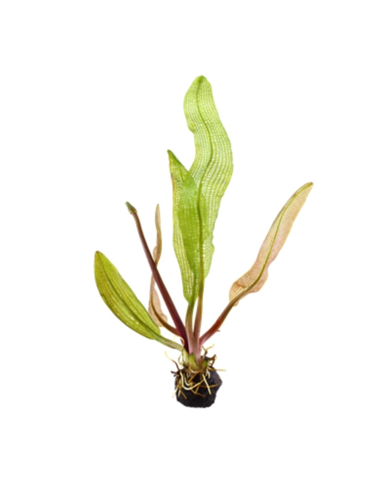 Apogoneton madagascariensis - Limited Edition - 1-2 Grow